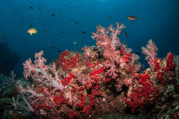 Naklejka na ściany i meble Underwater Corals