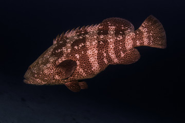 Underwater Life © Jo
