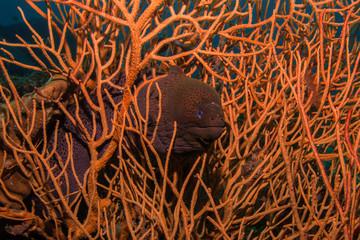 Underwater Life © Jo
