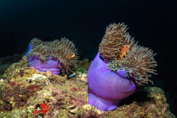 Underwater Life © Jo