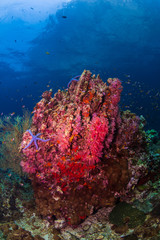 Underwater Corals © Jo