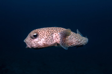 Underwater Life © Jo