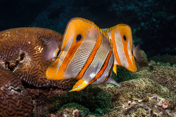 Underwater life