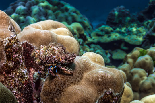 Underwater life