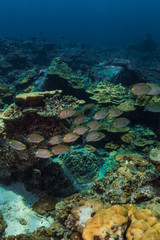 Underwater Life © Jo