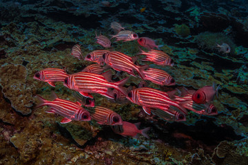 Underwater Life © Jo