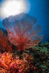 Underwater Corals - obrazy, fototapety, plakaty