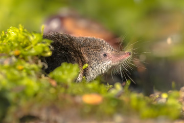 Eurasian pygmy shrew natural habitat