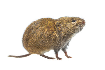 Side view Field vole on white background