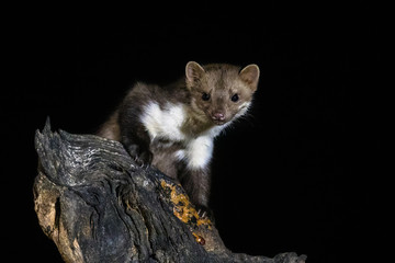 Stone marten on tree trunk