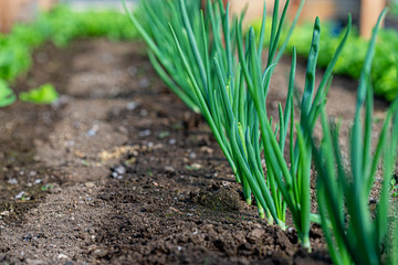 Close-up fields grow green vegetables in soil