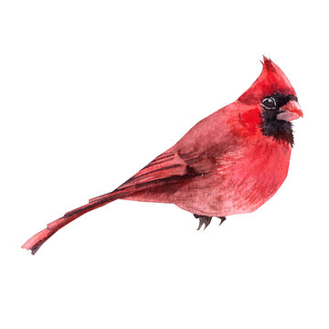 recommend clip art: red bird on a branch isolated on white
