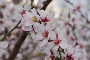 Almond Blossom almond blossom flower, background, tree, pattern, nature,