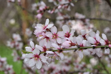 Almond Blossom almond blossom flower, background, tree, pattern, nature,