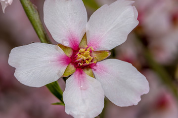 Naklejka premium Almond Blossom almond blossom flower, background, tree, pattern, nature,