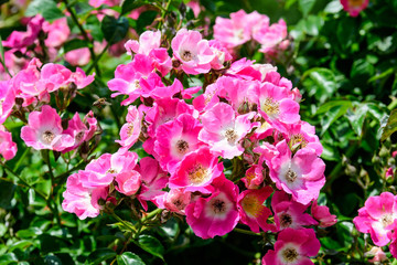 Large green bush with fresh vivid pink roses and green leaves in a garden in a sunny summer day, beautiful outdoor floral background photographed with soft focus