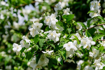 Large green bush with fresh delicate white jasmine flowers and green leaves in a garden in a sunny summer day, beautiful outdoor floral background photographed with soft focus