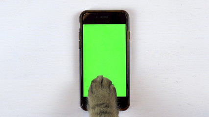 The cat uses a phone. Close-up of cat's paw typing on the smartphone. Phone with a green background.