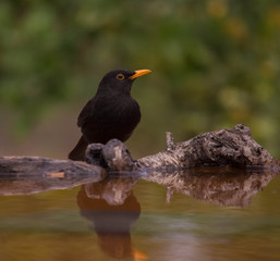 beautiful common blackbird drinking water and seeing his reflection on the water