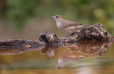 Eurasian blackcap or sylvia atricapilla drinking water and seeing his reflection on the water