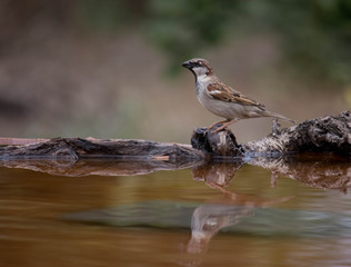 passer domesticus drinking water and his reflection on the water