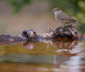 Eurasian blackcap or sylvia atricapilla drinking water and seeing his reflection on the water