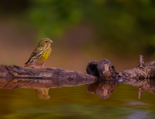 passer domesticus drinking water and his reflection on the water