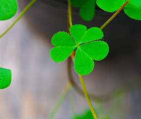 Old wooden background with three-leaved shamrock, St.patrick's day celebration and holiday symbol