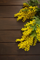 twig of mimosa on wooden surface