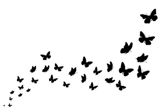 Vector silhouette of butterflies on white background. Symbol of nature and insect.