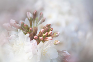 桜のツボミ（ソメイヨシノ）