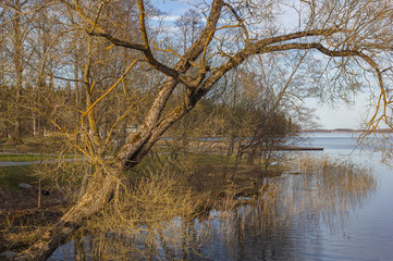 Beautiful sun-lit willow in early spring on the shore of the lake, great weather. Latvia. Lake Aluksne