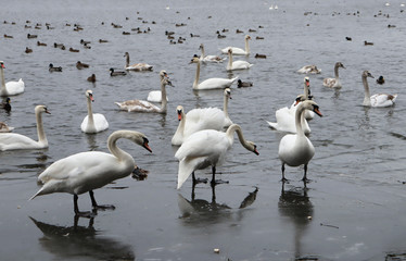 White swans in a pond and on ice. Many white swans in the pond