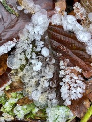 bizzare ice crystals on wintery forest floor