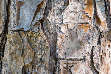 Tree bark of a big tree as background