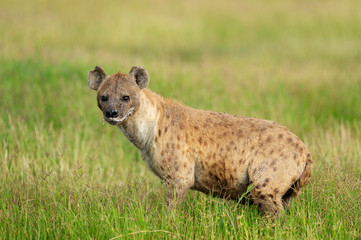 Spotted Hyena, Crocuta crocuta also known as the laughing hyena, Africa