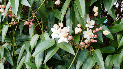 Clematis armandii | Armand clematis. Evergreen vine climbing with twisting stems against a trellis, shiny green leaves with clusters of star-shaped white flowers in late winter 