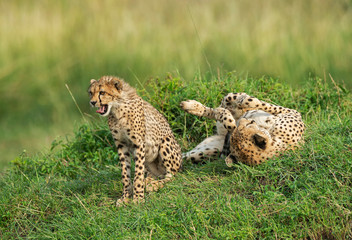 Cheetah Mother and Baby, masaimara, Africa