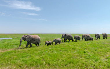 Elephant pack, Amboseli National Park, Africa