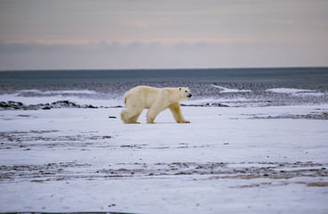 Niedźwiedź polarny, południowy Spitsbergen, Hornsund © blackspeed