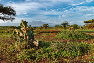 Fototapeta na wymiar Cactus and mount Killimanjaro, Africa. Kilimanjaro has three volcanic cones