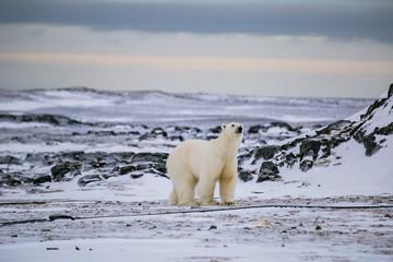 Niedźwiedź polarny, południowy Spitsbergen, Hornsund © blackspeed