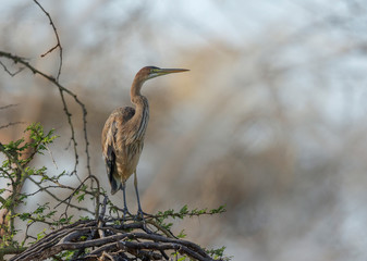 Goliath heron also known as the giant heron, Ardea goliath, Lake Naivasha, Kenya, Africa