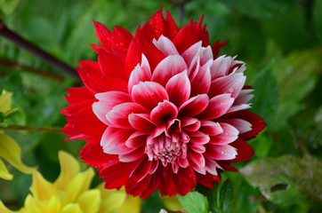 Close up of one beautiful large red dahlia flower in full bloom on blurred green background, photographed with soft focus in a garden in a sunny summer day