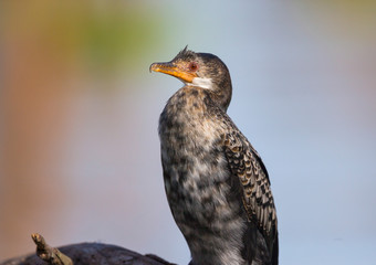 The reed cormorant, also known as the long-tailed cormorant, Microcarbo africanus, Lake naivasha, Kenya, Africa