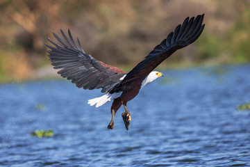 African fish eagle, Haliaeetus vocifer, Lake naivasha, Kenya, Africa
