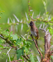 African Common Bulbul, Pycnonotus barbatus, Masai Mara, Africa