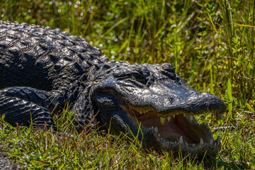 Aligator im wasser