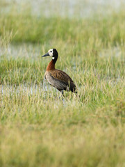 White Faced Whistling Duck, Dendrocygna viduata, Kenya, Africa