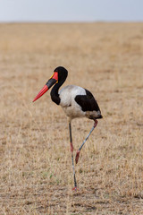 Saddle-billed Stork, Ephippiorhynchus senegalensis, Masaimara, Africa